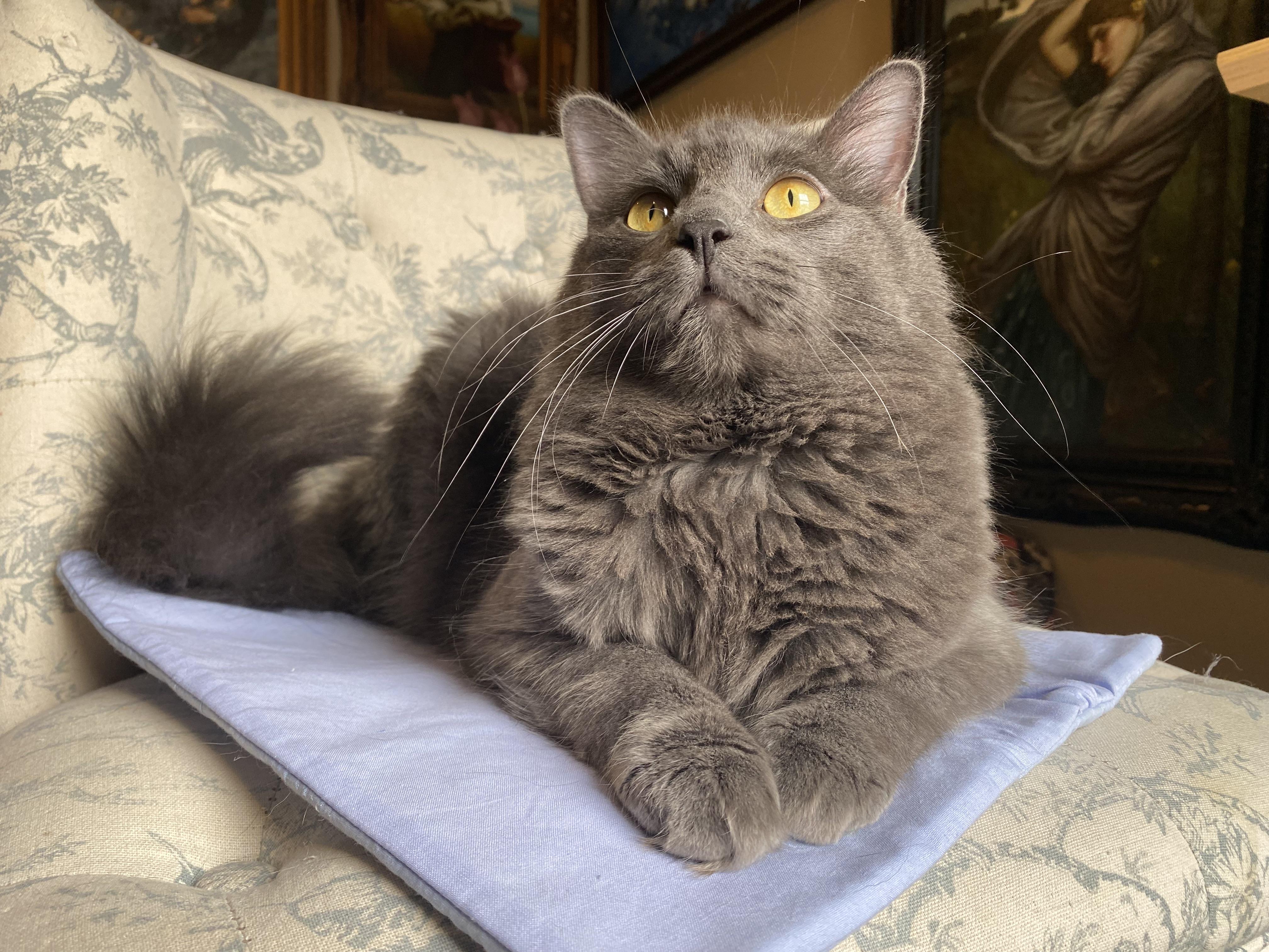 Bat, Adopted, Kitten Male Domestic Long Hair.