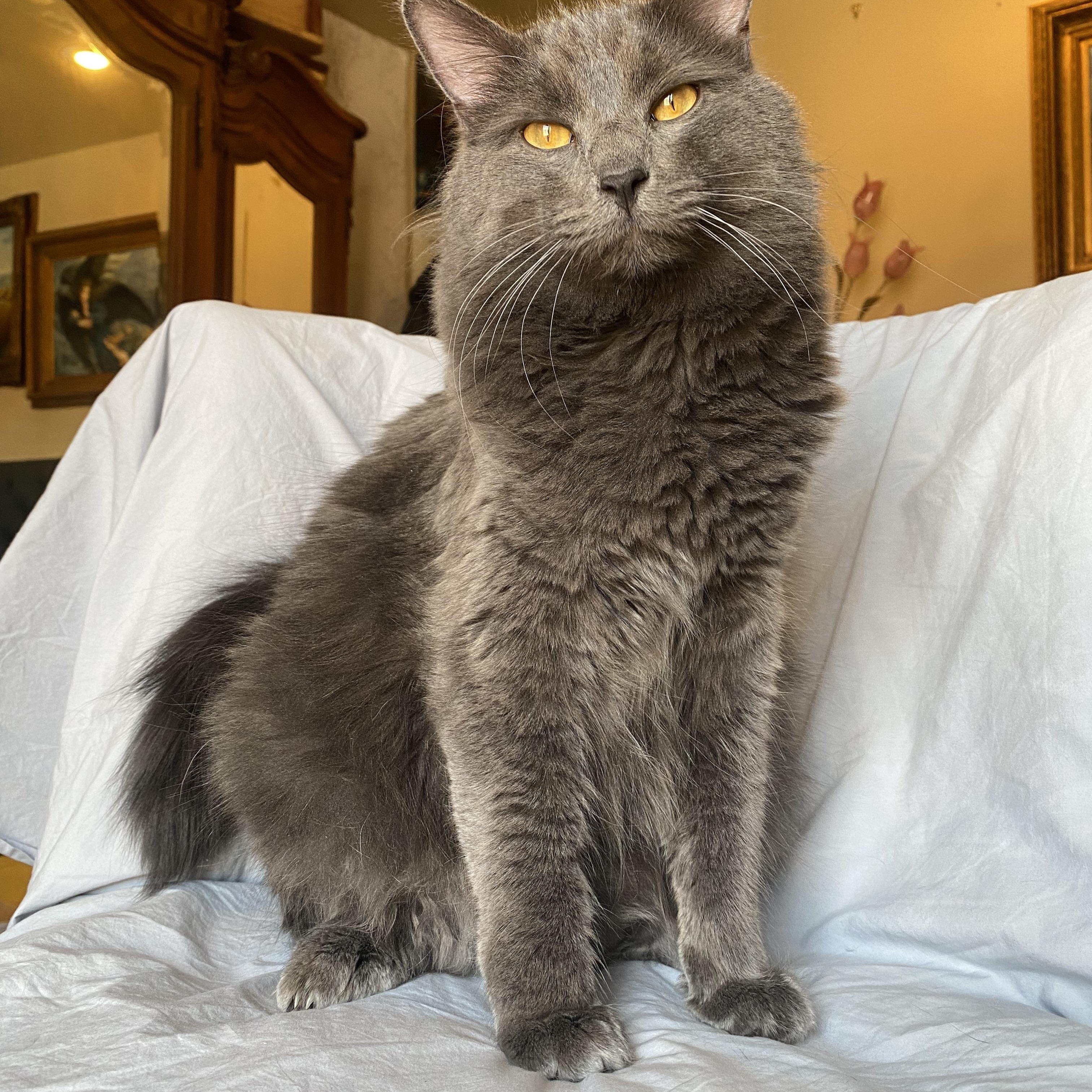 Enlarge Bat, a Adopted Domestic Long Hair in North Little Rock, AR image 2/6