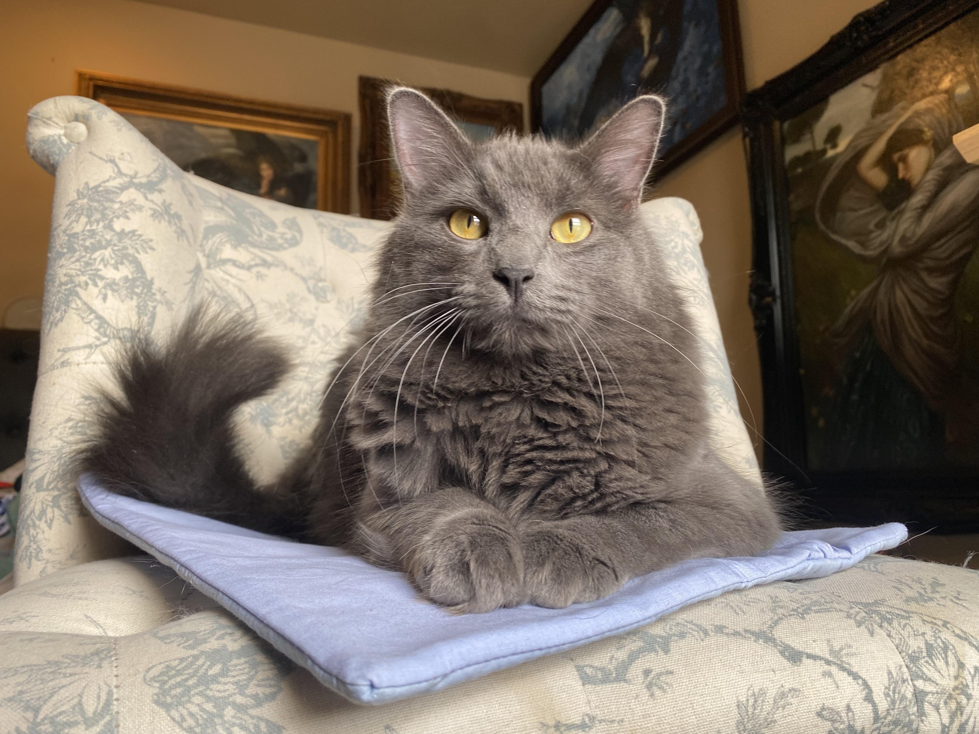 Enlarge Bat, a Adopted Domestic Long Hair in North Little Rock, AR image 5/6