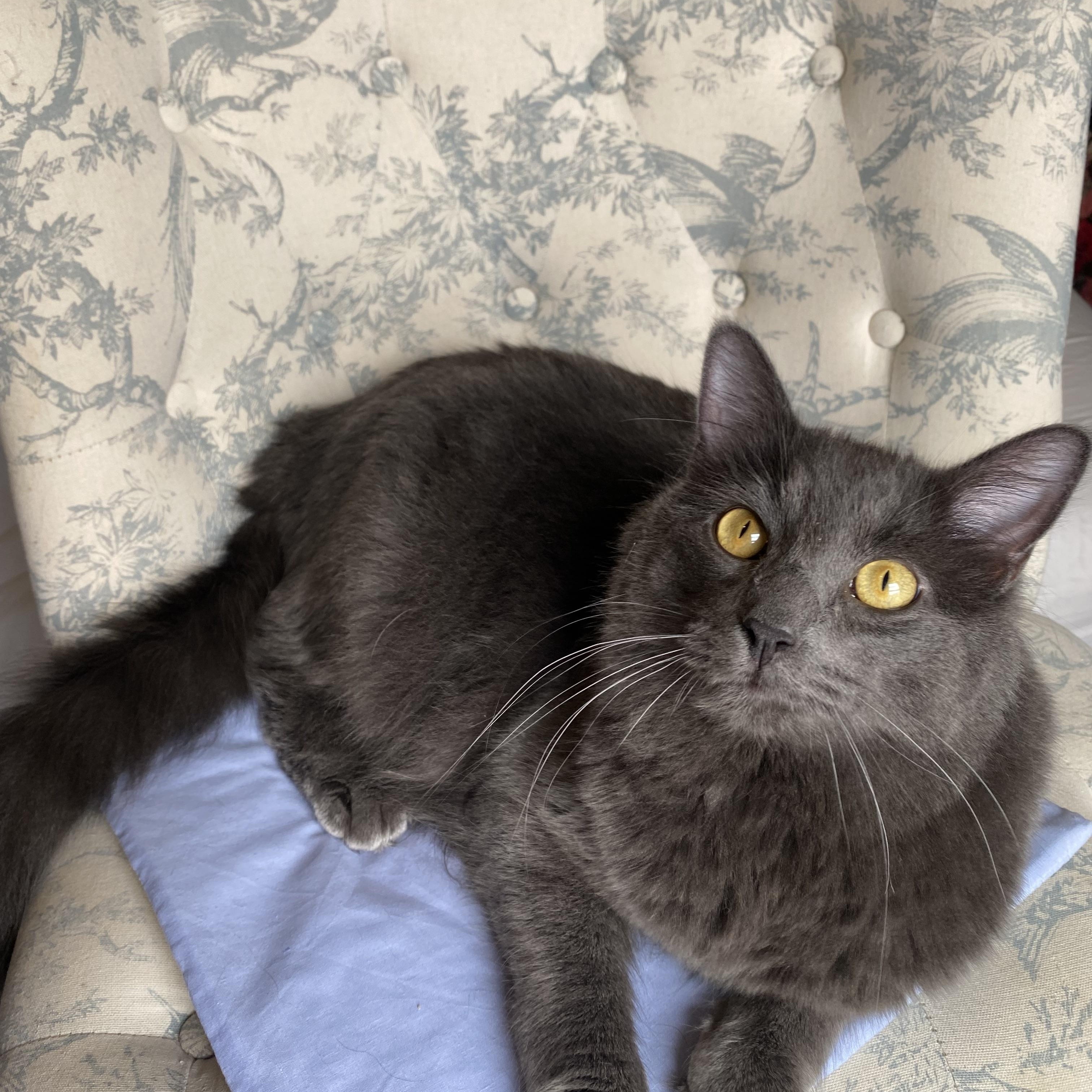 Enlarge Bat, a Adopted Domestic Long Hair in North Little Rock, AR image 6/6