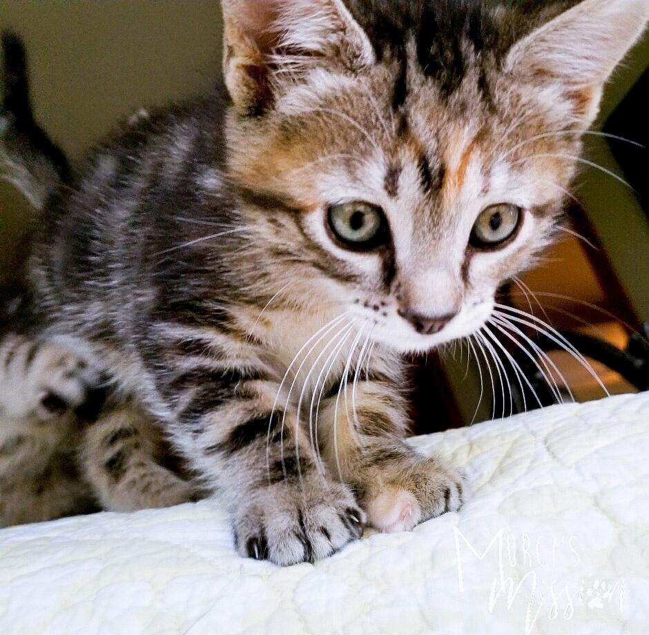 Enlarge Nala, a Adoptable mixed breed in Spokane , WA image 1/6