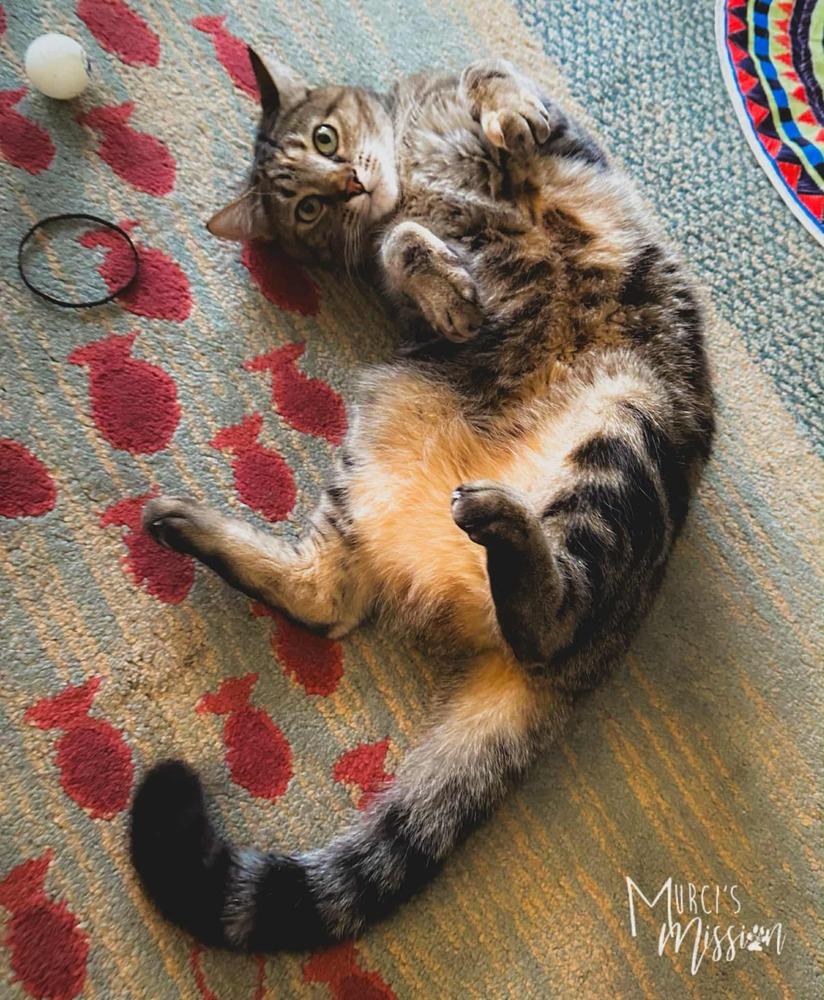 Enlarge Nala, a Adoptable mixed breed in Spokane , WA image 2/6