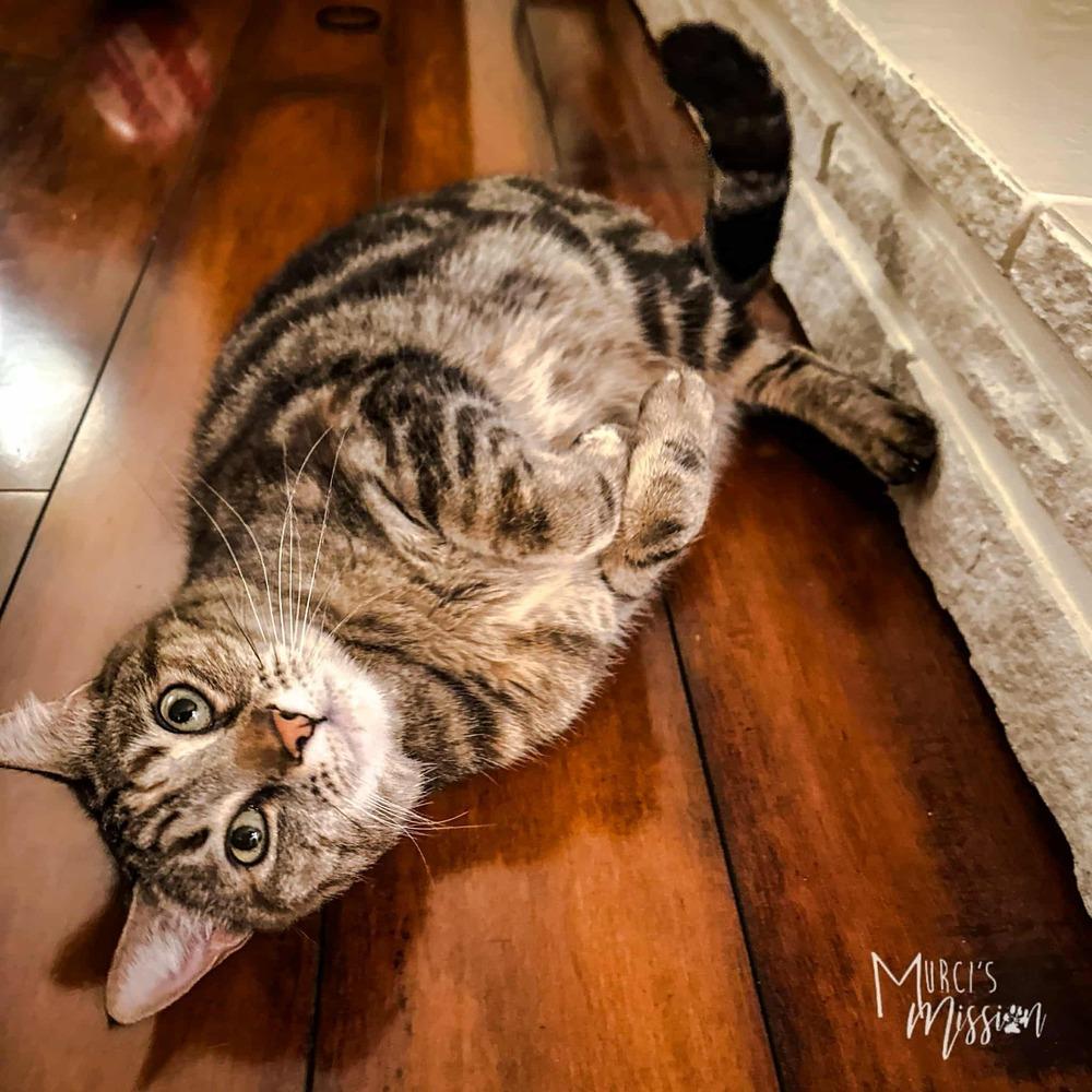 Enlarge Nala, a Adoptable mixed breed in Spokane , WA image 3/6