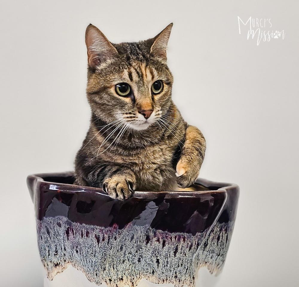 Enlarge Nala, a Adoptable mixed breed in Spokane , WA image 4/6