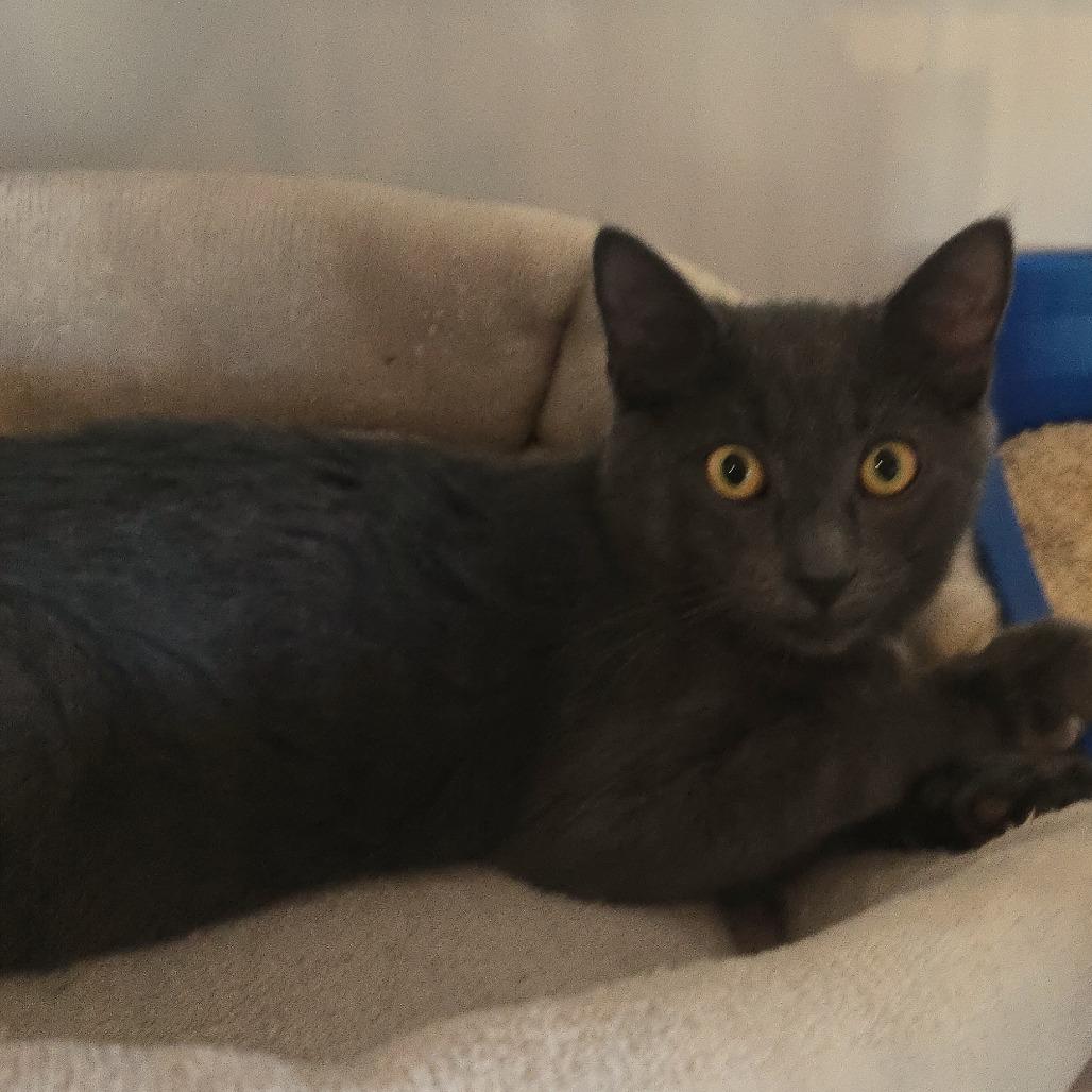 Ember, Adoptable, Kitten Male Manx.