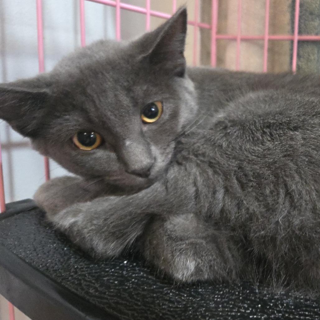 Enlarge Ember, a Adoptable Manx in Salisbury, MA image 2/3