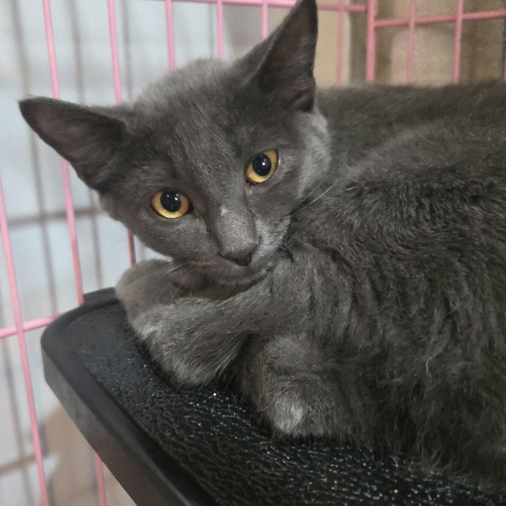 Enlarge Ember, a Adoptable Manx in Salisbury, MA image 3/3