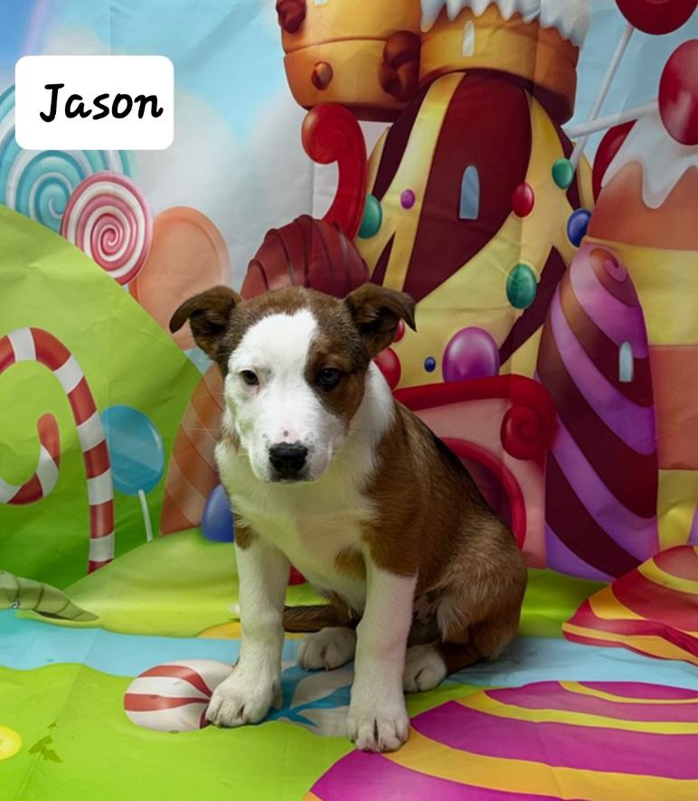 Enlarge Jason, an adoptable mixed breed in Urbana, OH image 2/2