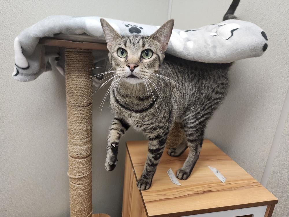 Pax, Adoptable, Young Male American Shorthair & Tabby.