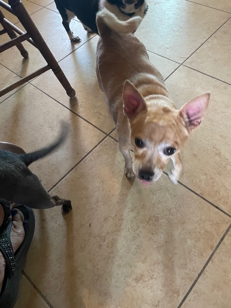 TEDDY22, a Adoptable Chihuahua in Phoenix, AZ image 1/7