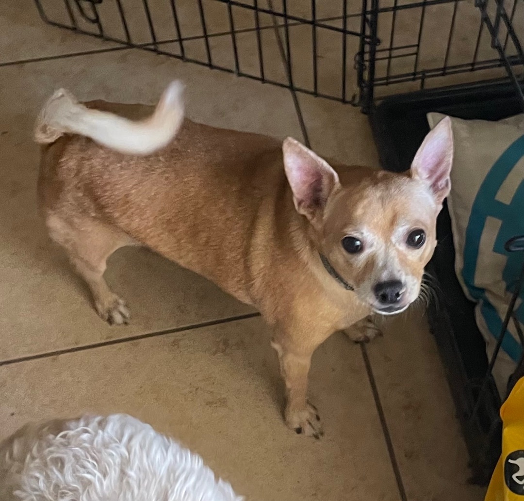 TEDDY22, an adoptable Chihuahua in Phoenix, AZ, 85016 | Photo Image 2