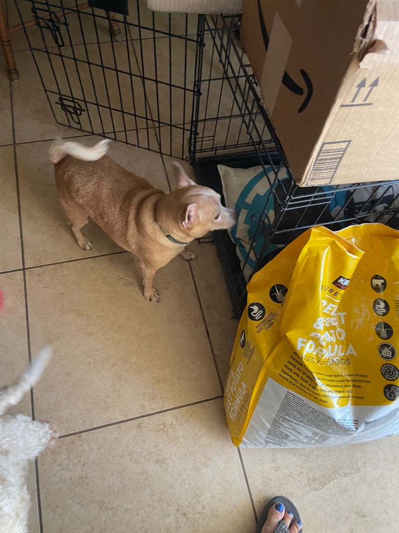 TEDDY22, a Adoptable Chihuahua in Phoenix, AZ image 3/7