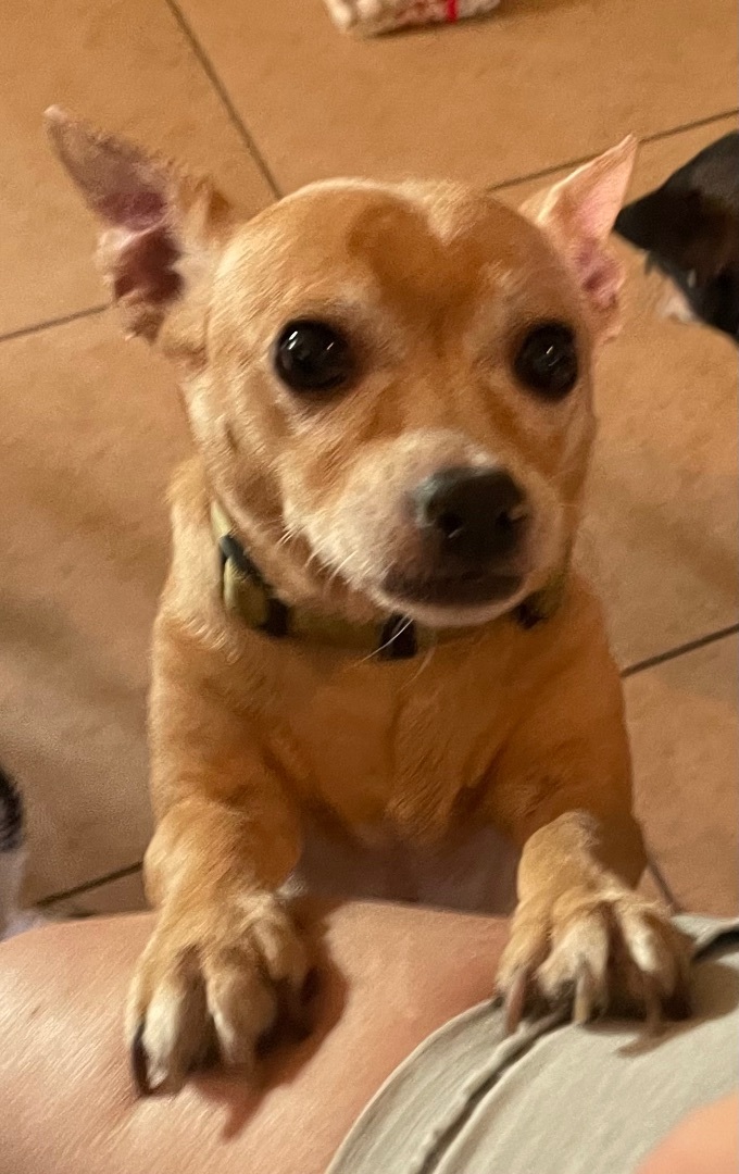 TEDDY22, an adoptable Chihuahua in Phoenix, AZ, 85016 | Photo Image 3