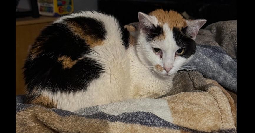 Charlotte, Adoptable, Adult Female Domestic Short Hair & Calico.