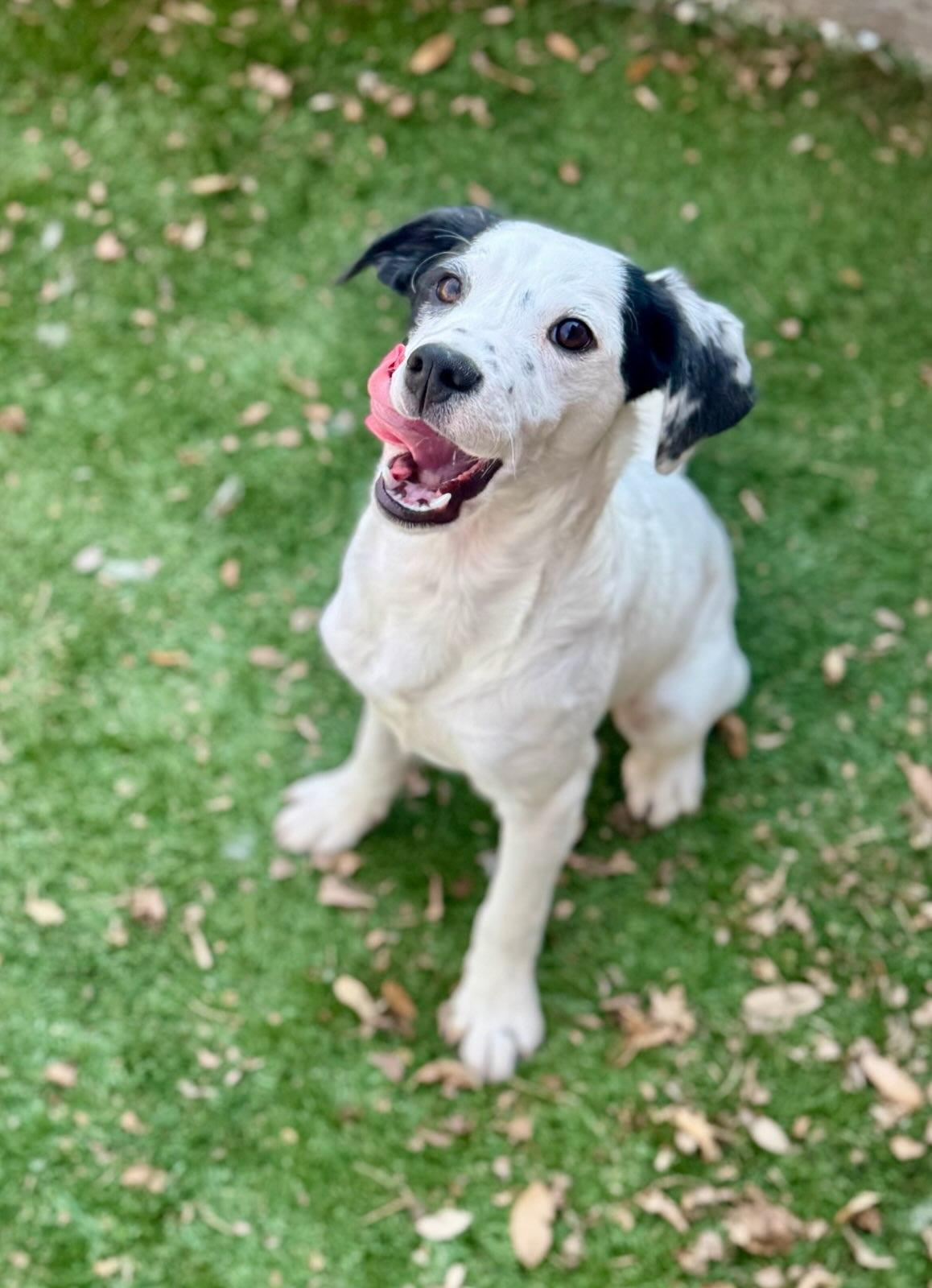 Enlarge Bella, a Adoptable mixed breed in Haslet, TX image 1/1