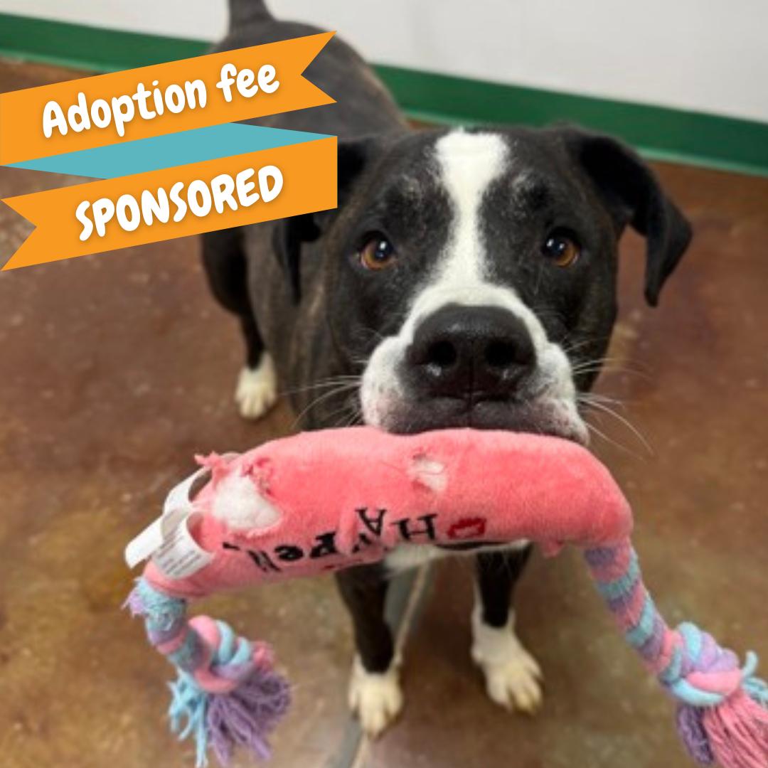 Bailey, Adoptable, Adult Male Boxer.