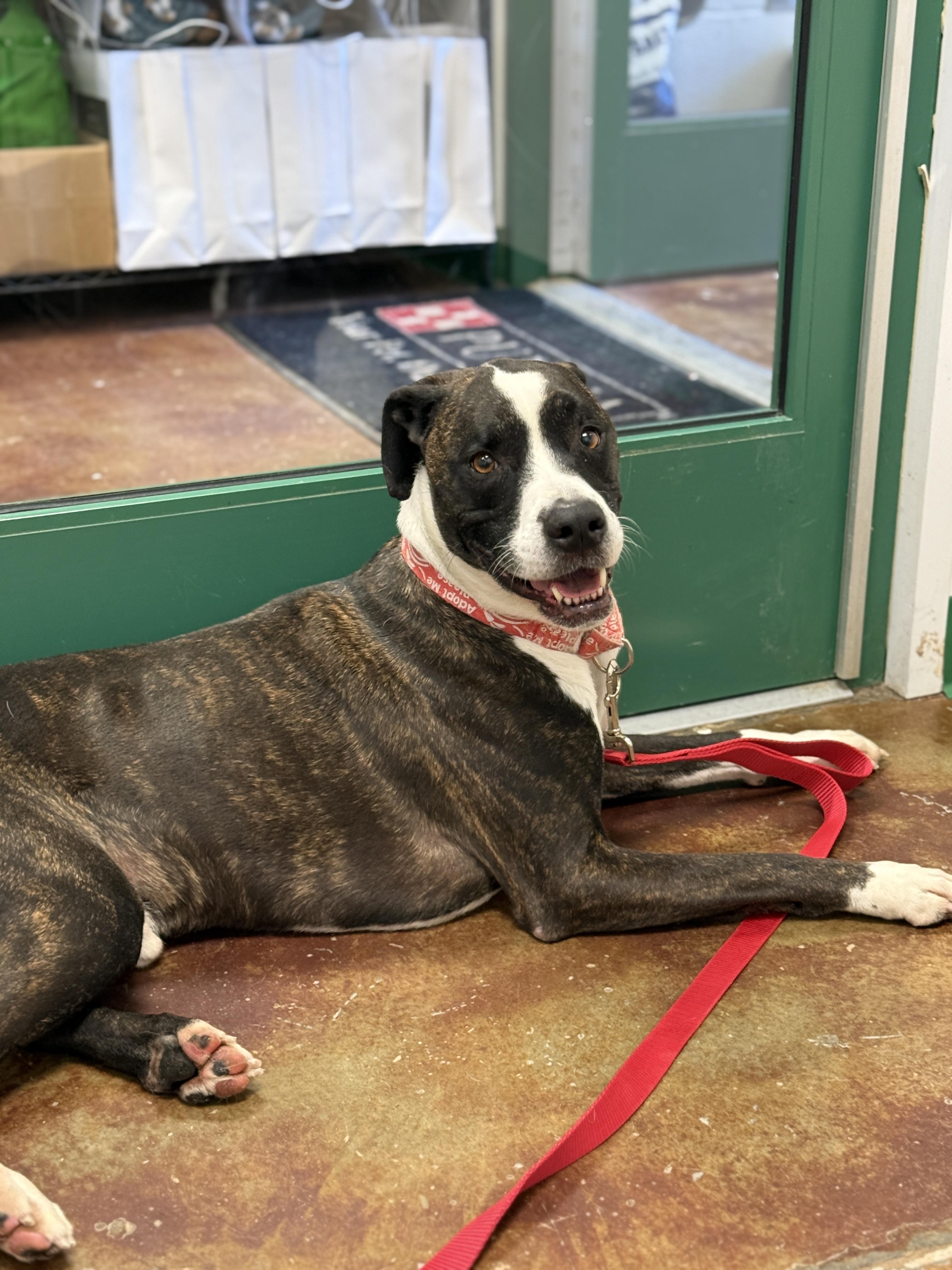 Enlarge Bailey, a Adoptable mixed breed in Springfield, MO image 4/5