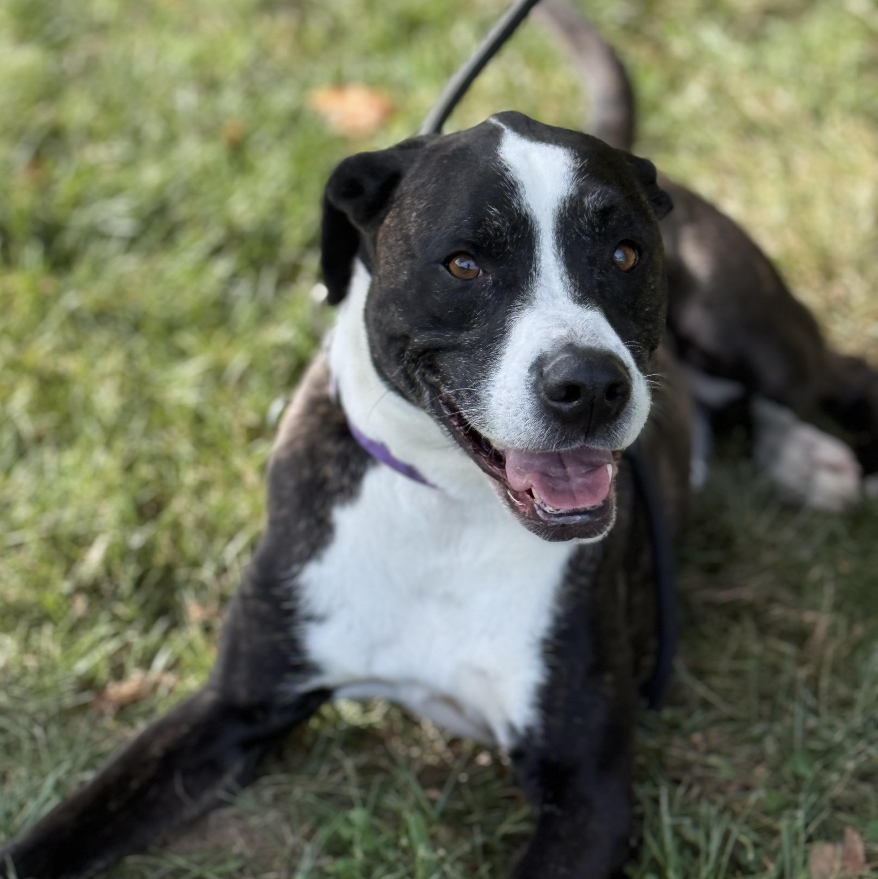 Enlarge Bailey, a Adoptable mixed breed in Springfield, MO image 2/5