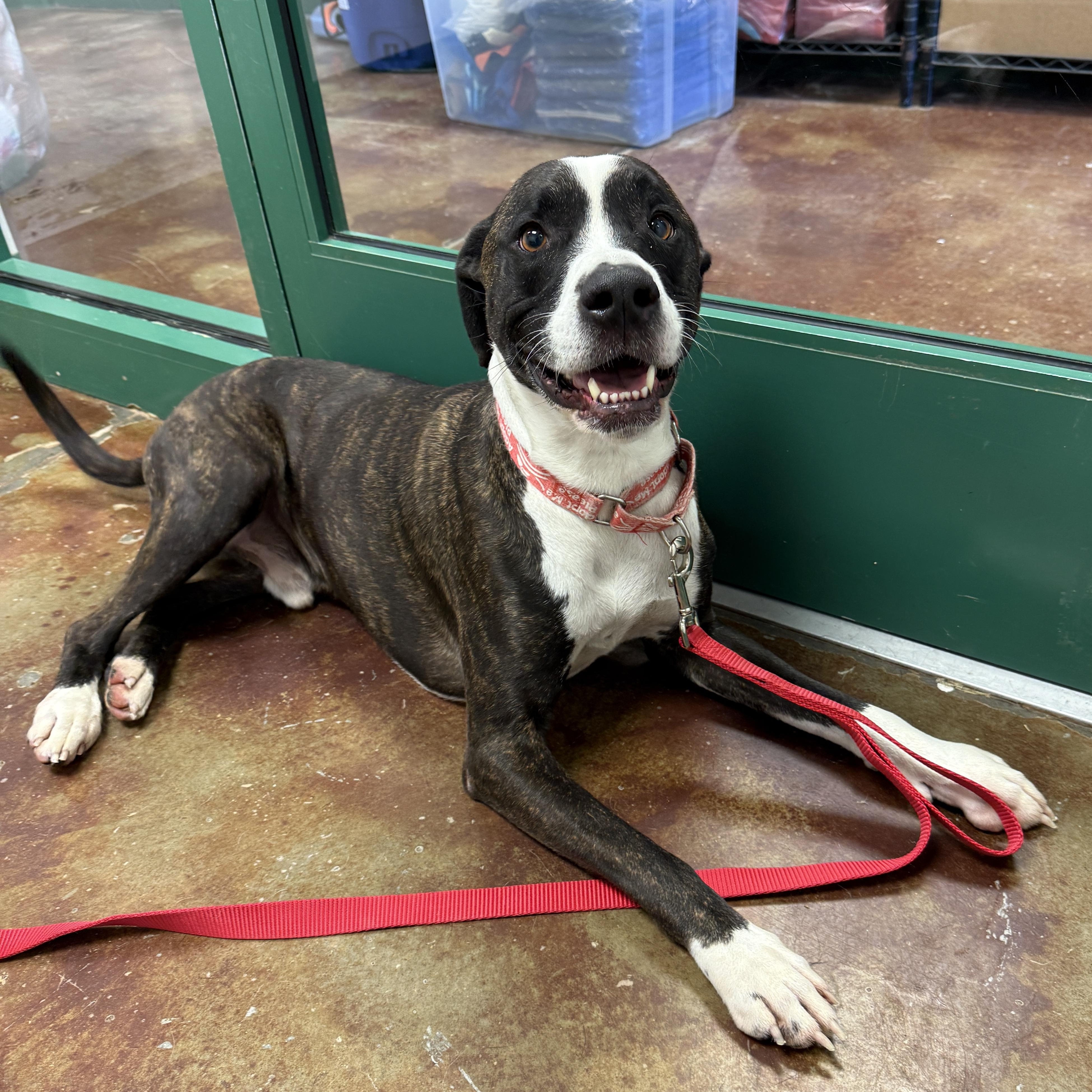 Bailey, Adoptable, Adult Male Boxer.