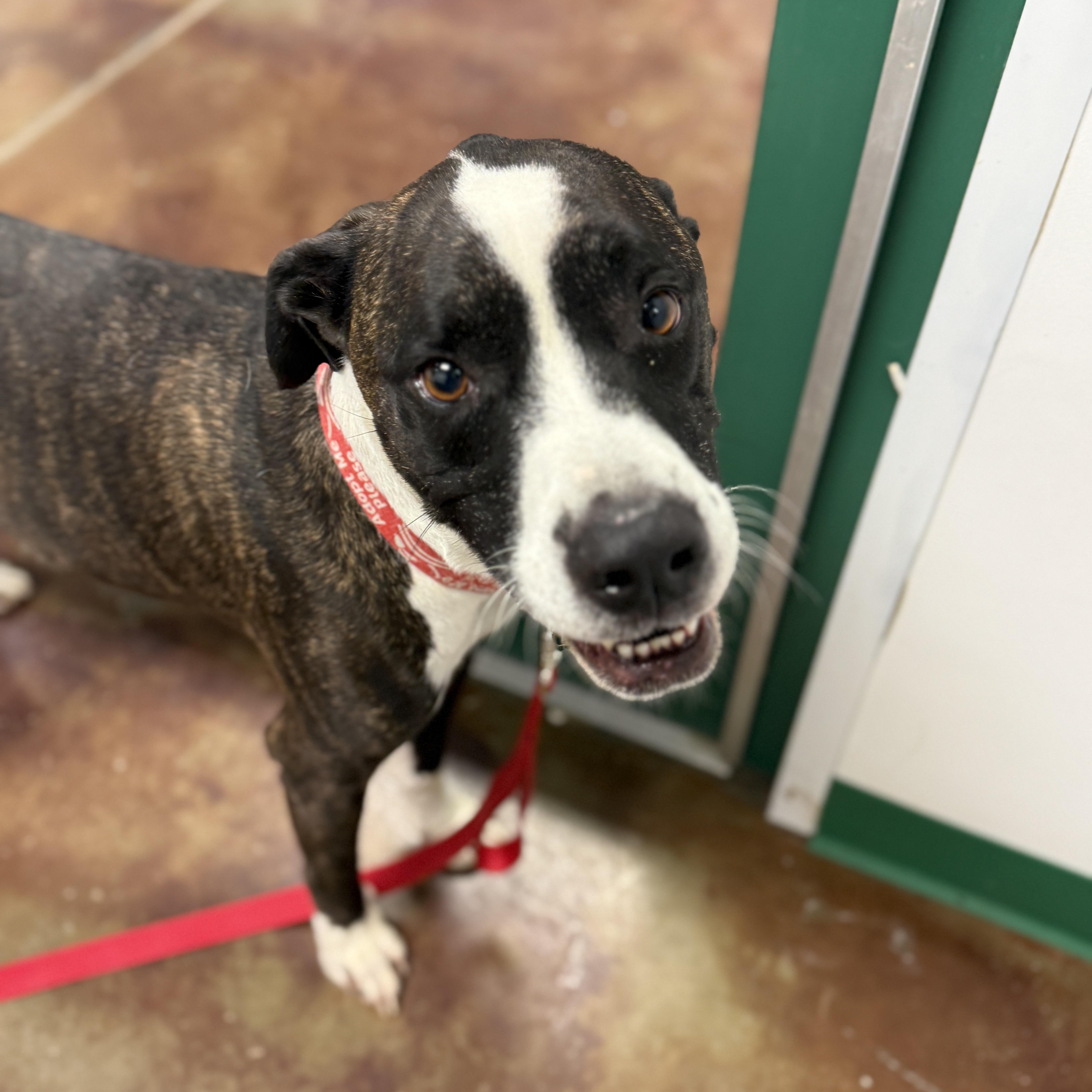 Enlarge Bailey, a Adoptable mixed breed in Springfield, MO image 5/5