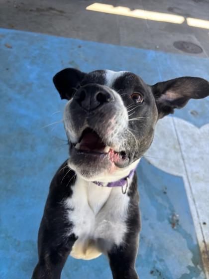 Enlarge Bailey, a Adoptable mixed breed in Springfield, MO image 4/6