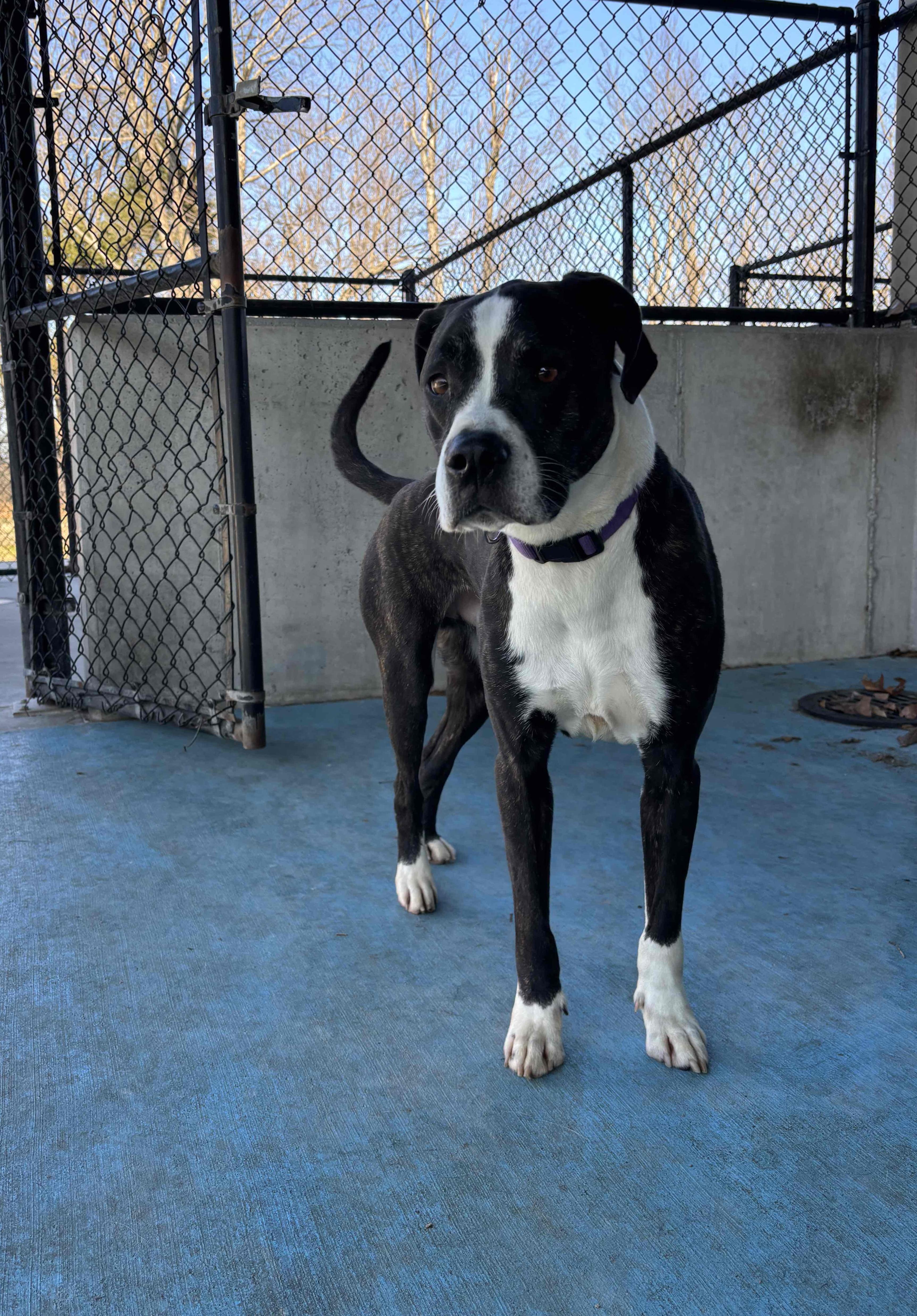Enlarge Bailey, a Adoptable mixed breed in Springfield, MO image 5/6