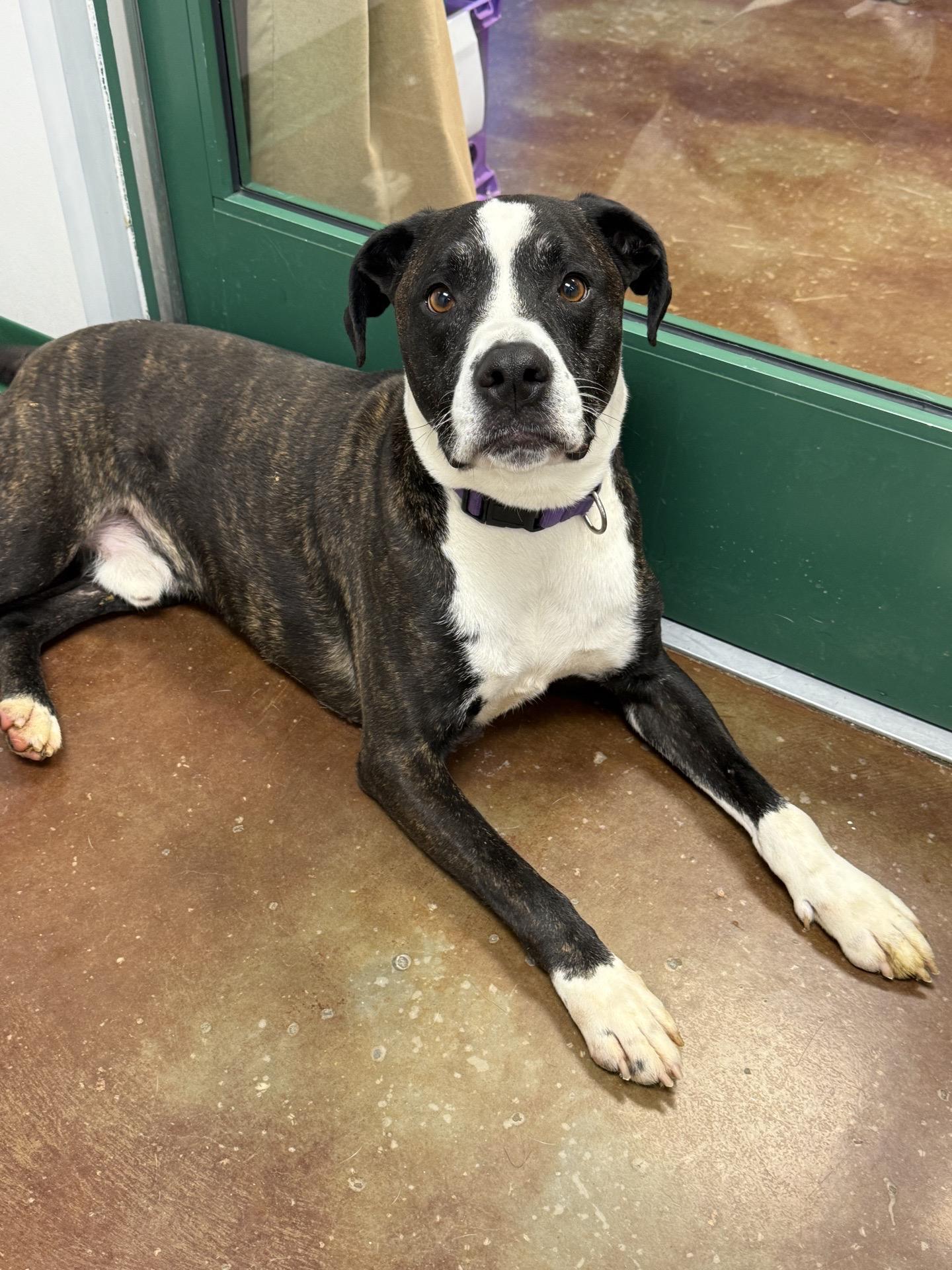 Enlarge Bailey, a Adoptable mixed breed in Springfield, MO image 6/6