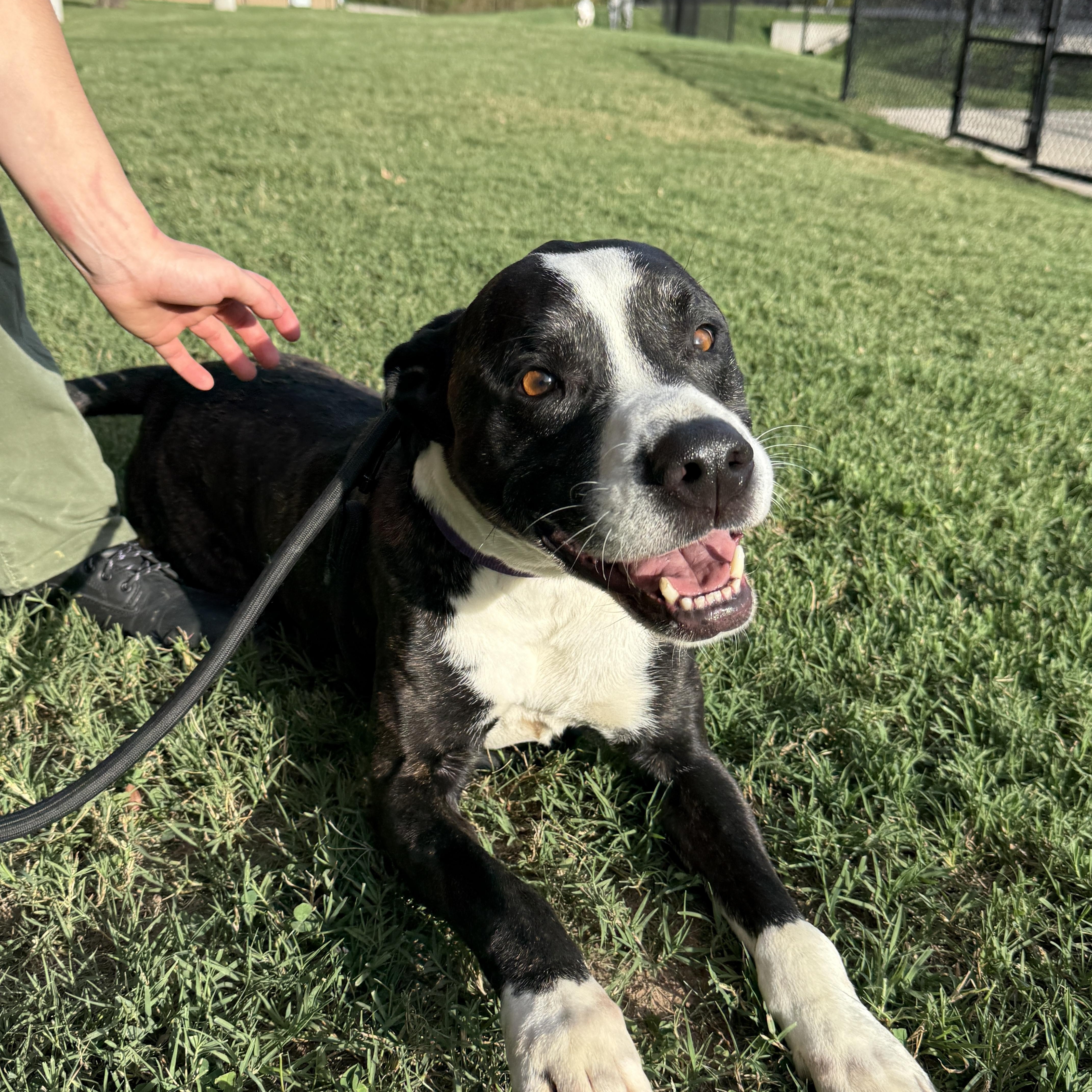 Enlarge Bailey, a Adoptable mixed breed in Springfield, MO image 3/5