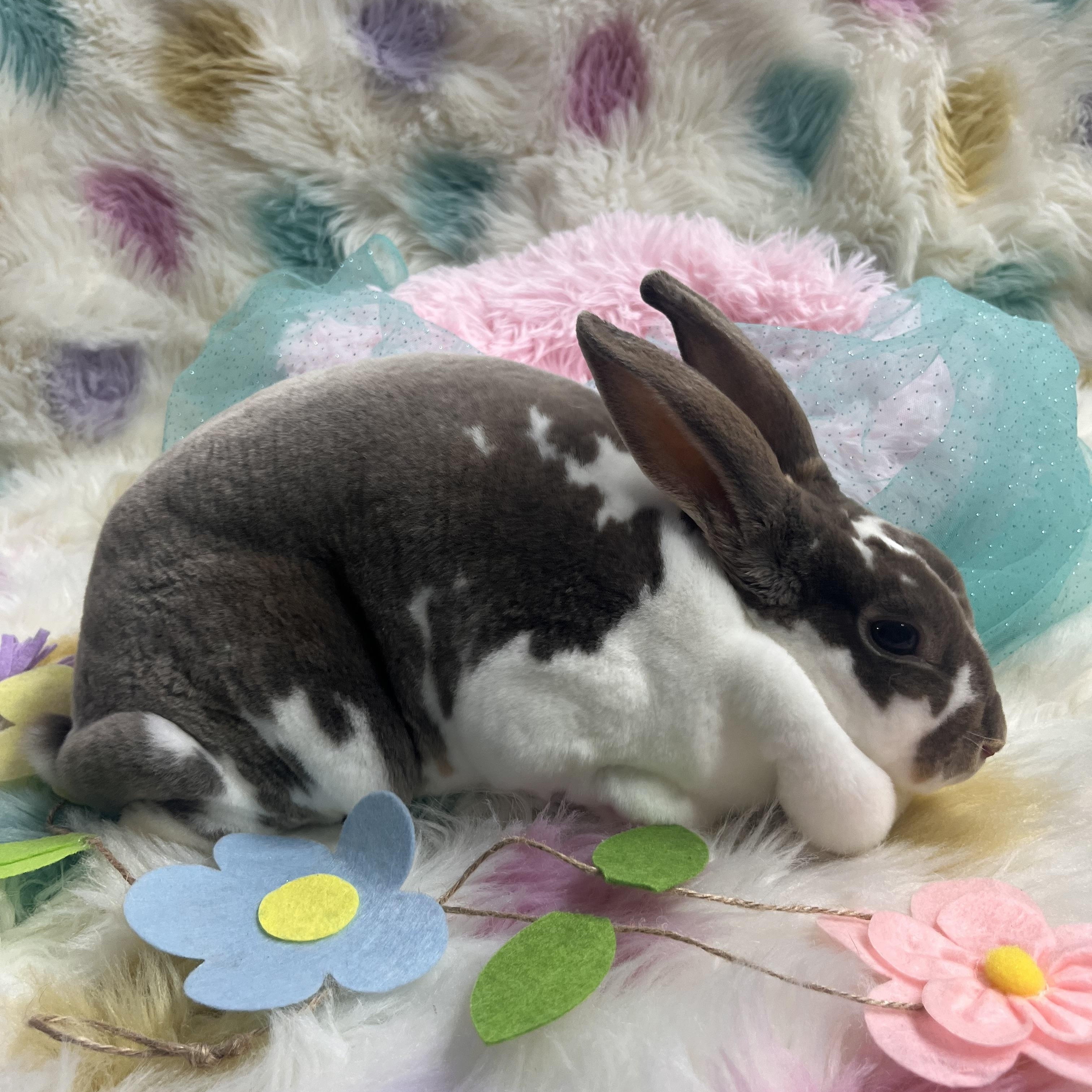 Enlarge Cindy, an adoptable Rex in Jefferson, LA image 1/2