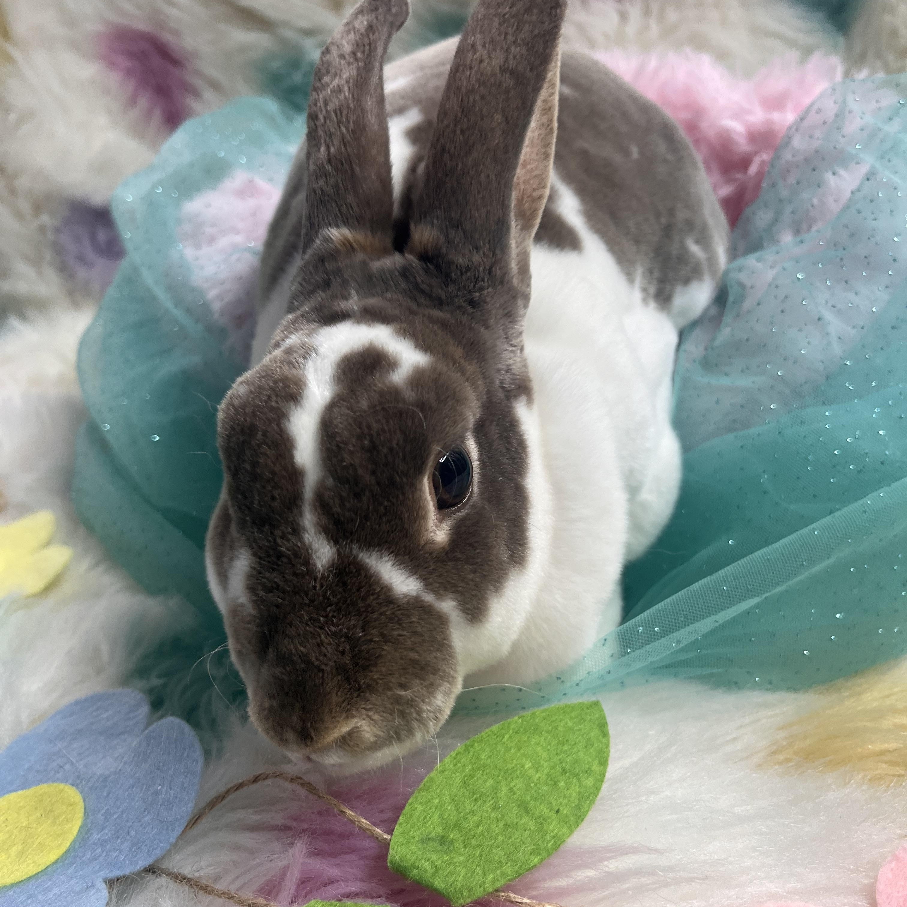 Enlarge Cindy, an adoptable Rex in Jefferson, LA image 2/2