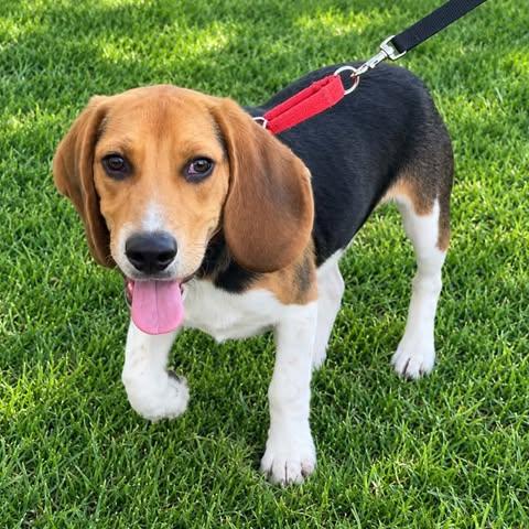 Enlarge Hank, a Adoptable mixed breed in Hopkinton, MA image 3/3