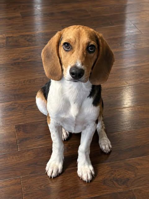 Enlarge Hank, a Adoptable mixed breed in Hopkinton, MA image 1/3