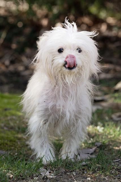 REGINALD, Adoptable, Young Male Maltese & Mixed Breed.