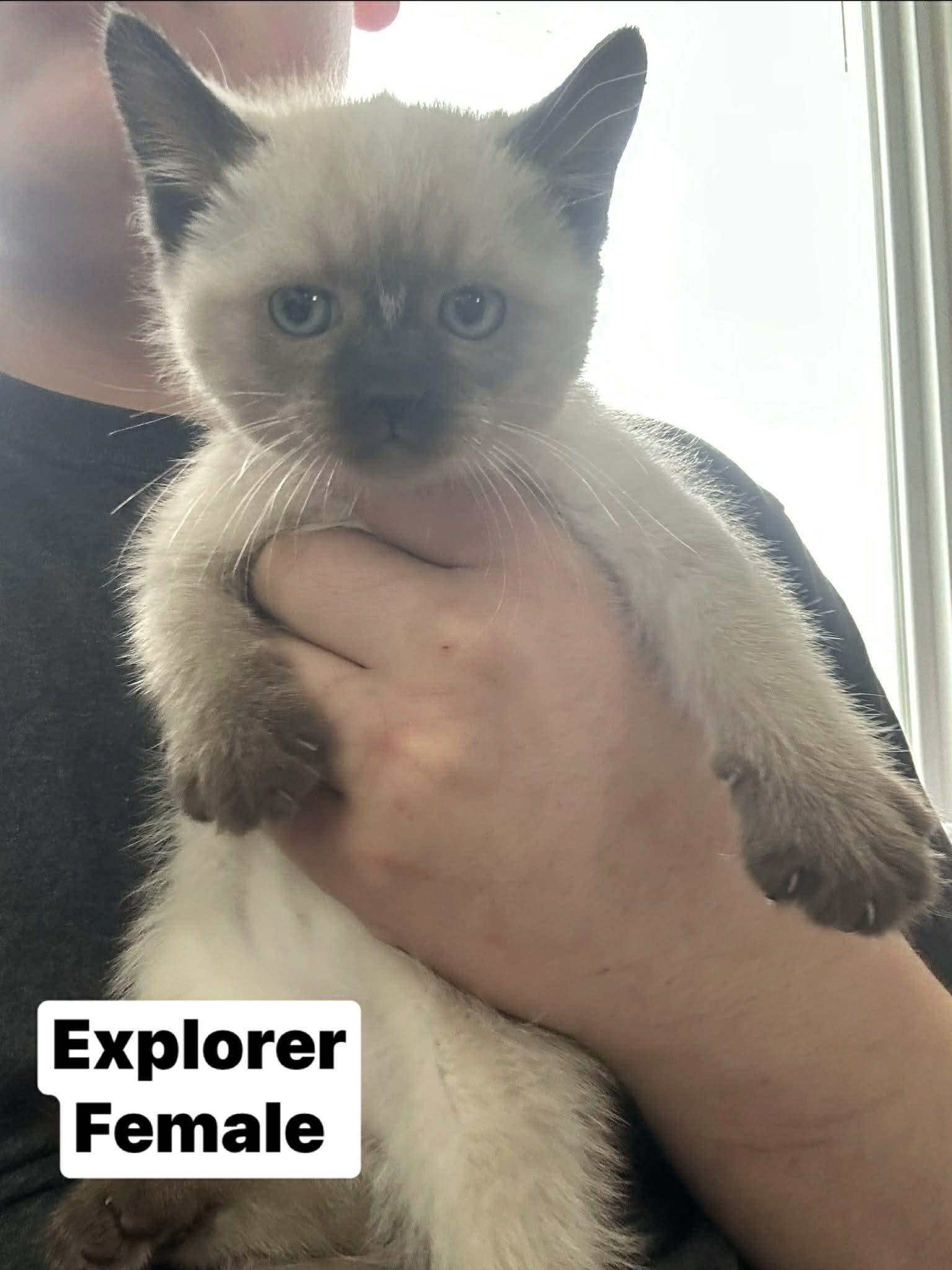 Enlarge Explorer , an adopted mixed breed in Parma, OH image 1/1