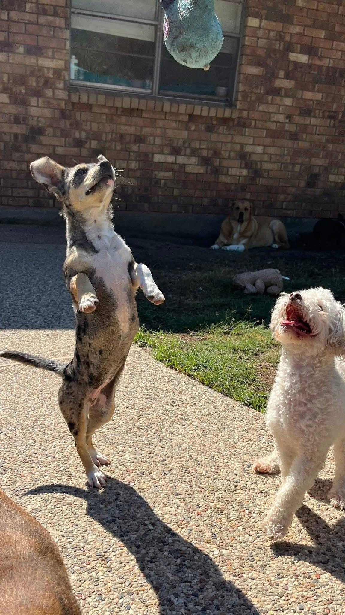 Enlarge Angie, a ADOPTABLE mixed breed in Madison Heights, MI image 1/5