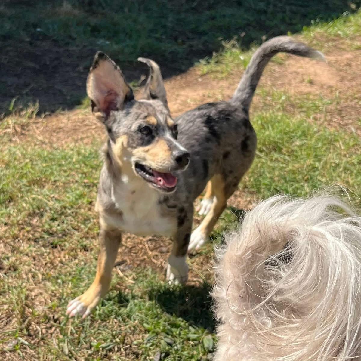 Enlarge Angie, a ADOPTABLE mixed breed in Madison Heights, MI image 2/5