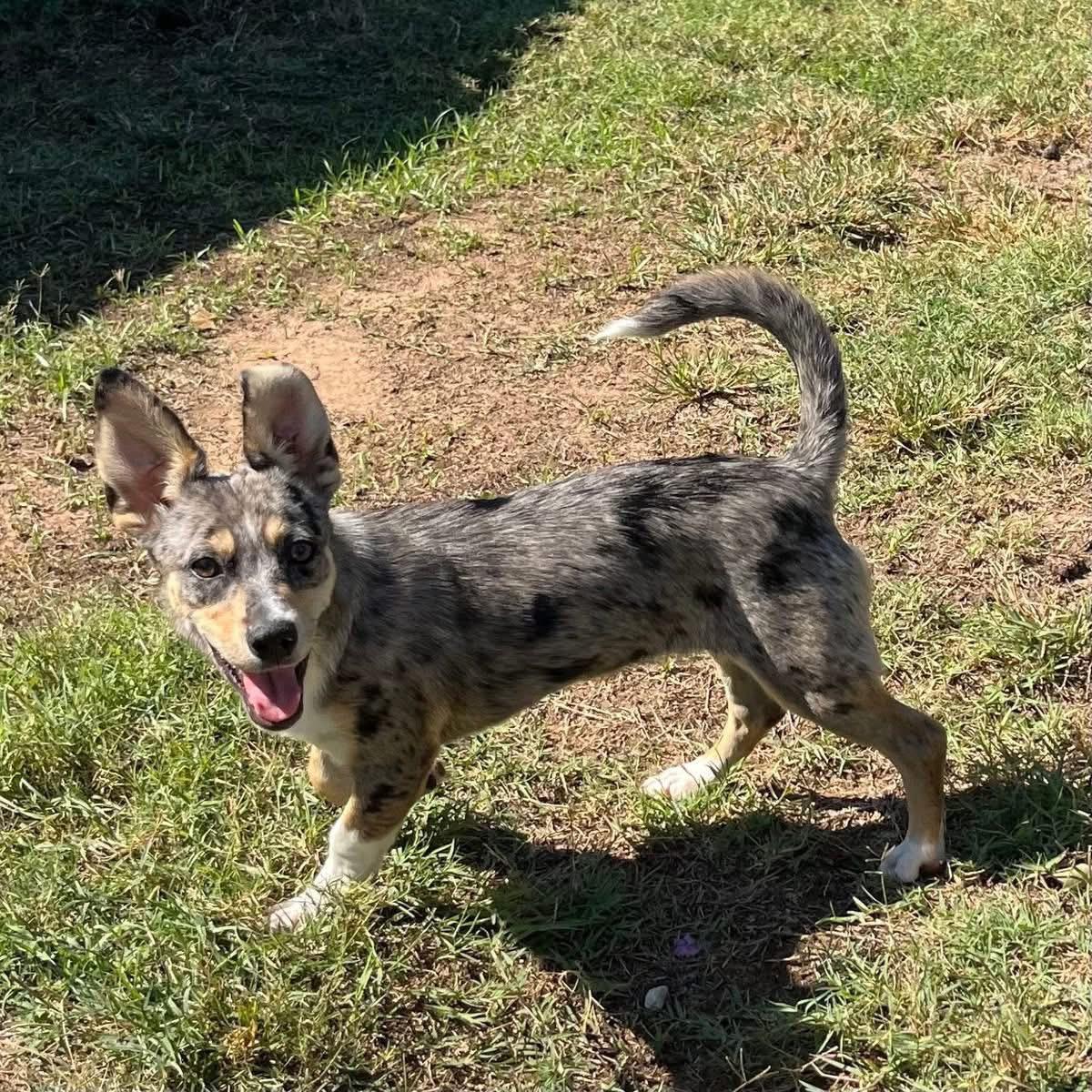 Enlarge Angie, a ADOPTABLE mixed breed in Madison Heights, MI image 3/5