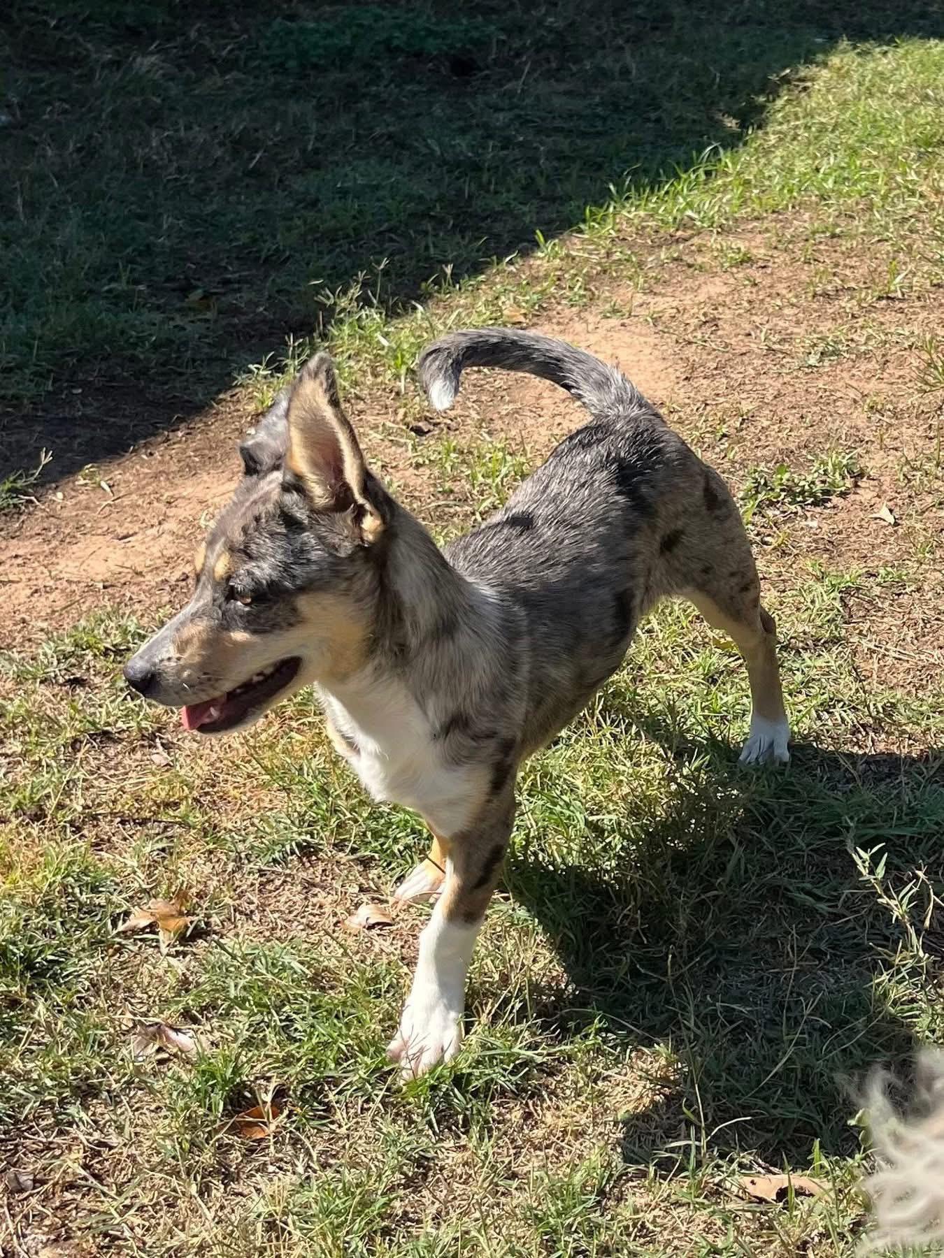 Enlarge Angie, a ADOPTABLE mixed breed in Madison Heights, MI image 4/5