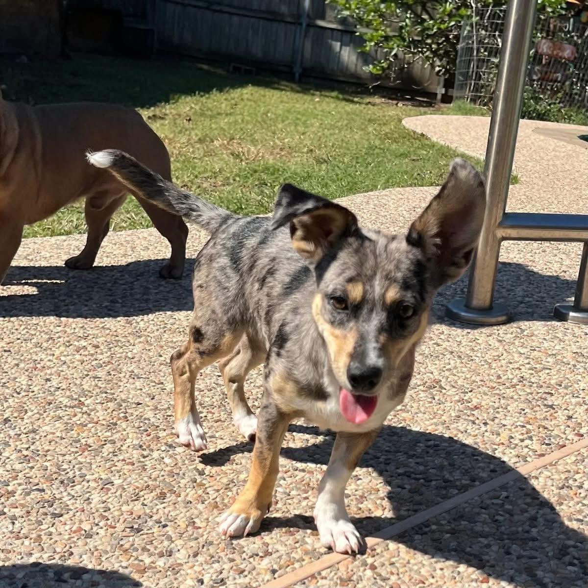 Enlarge Angie, a ADOPTABLE mixed breed in Madison Heights, MI image 5/5