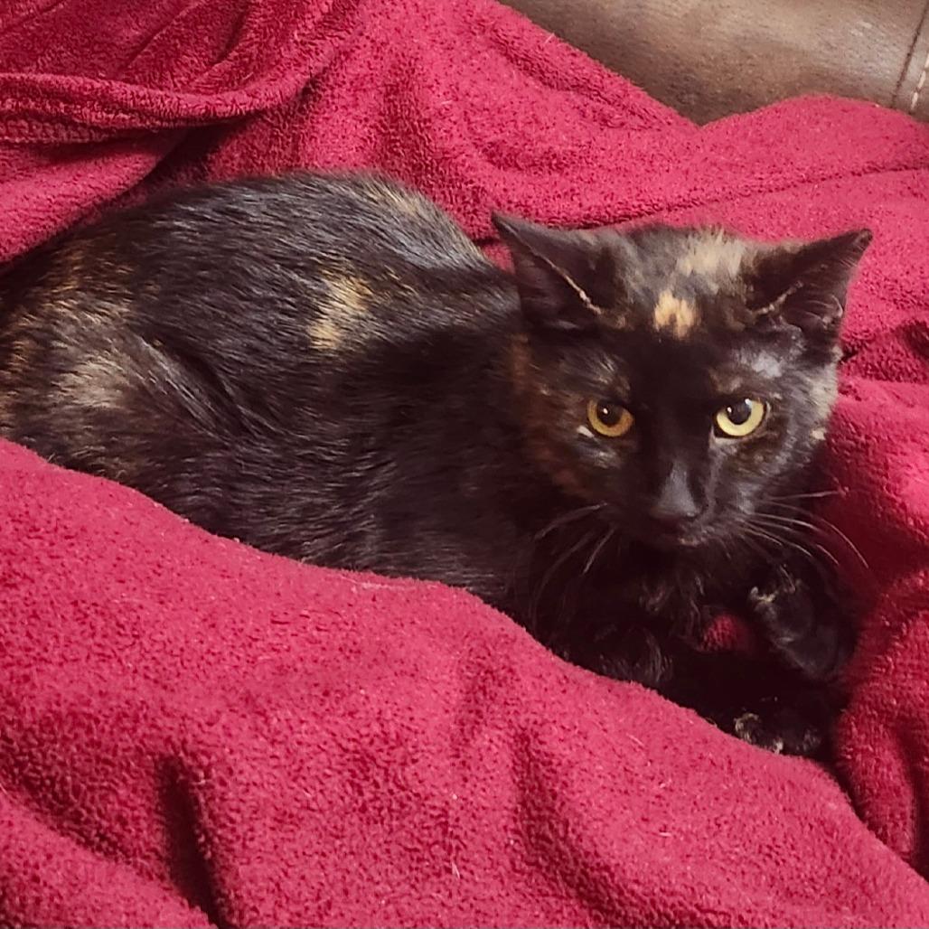 Hobo Bluff-AR, Adoptable, Young Female Domestic Short Hair & Domestic Short Hair.