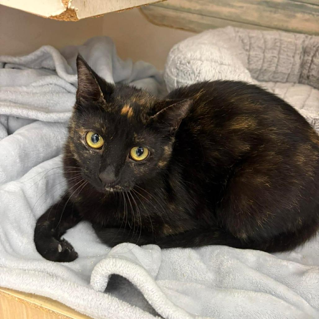 Enlarge Hobo Bluff-AR, a Adoptable mixed breed in Tallahassee, FL image 2/3