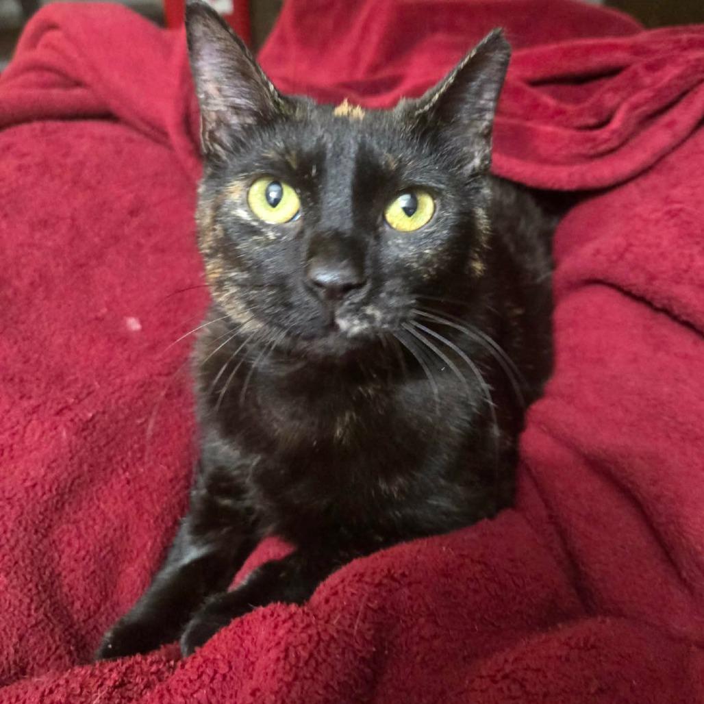 Enlarge Hobo Bluff-AR, a Adoptable mixed breed in Tallahassee, FL image 2/4