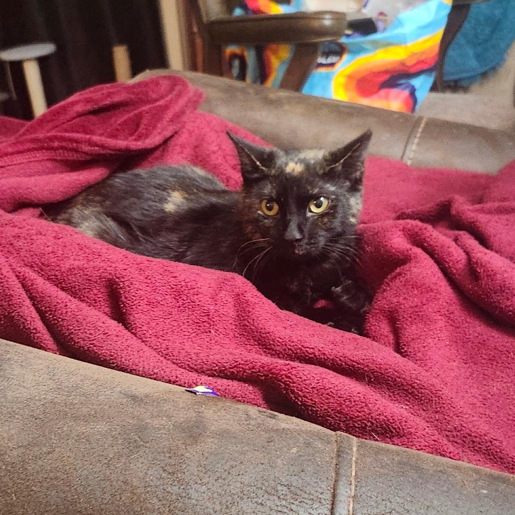 Enlarge Hobo Bluff-AR, a Adoptable mixed breed in Tallahassee, FL image 3/4