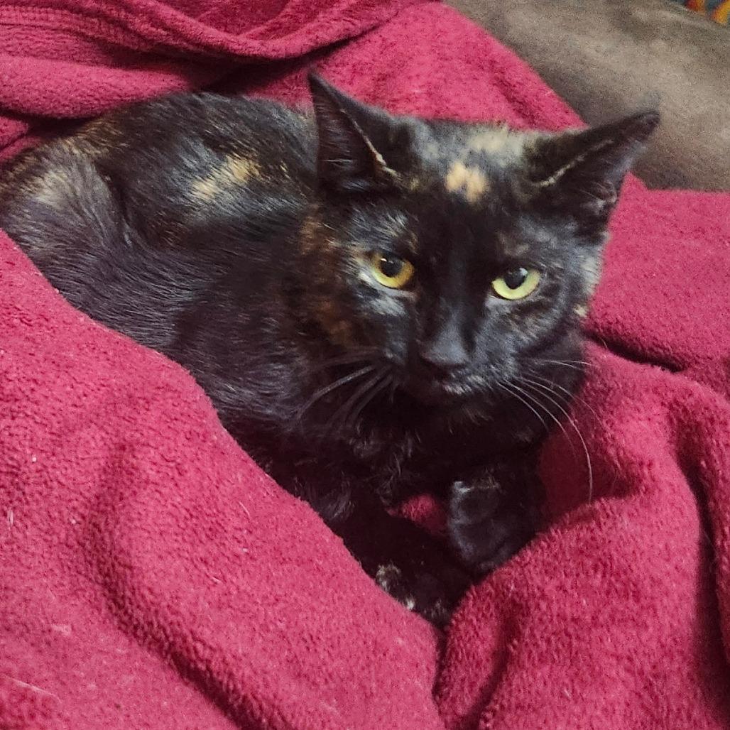 Enlarge Hobo Bluff-AR, a Adoptable mixed breed in Tallahassee, FL image 4/4