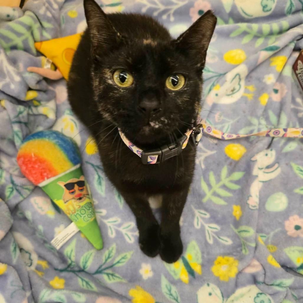 Enlarge Hobo Bluff-AR, a Adoptable mixed breed in Tallahassee, FL image 3/3