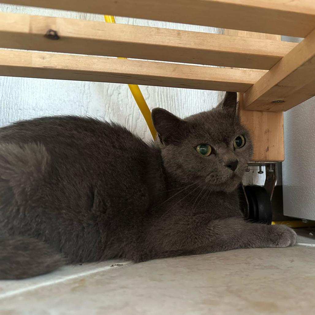 Stormy, Adoptable, Adult Female Chartreux.