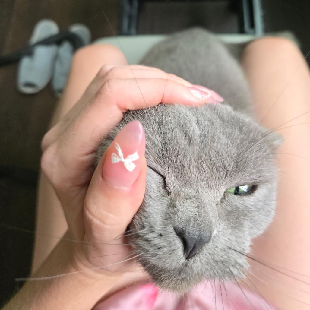 Enlarge Stormy, a Adoptable Chartreux in Pahoa, HI image 2/4