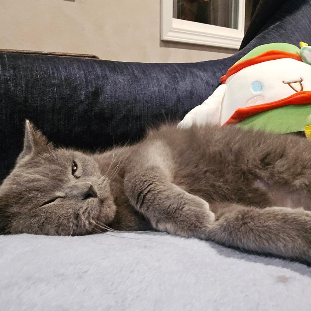 Enlarge Stormy, a Adoptable Chartreux in Pahoa, HI image 4/4