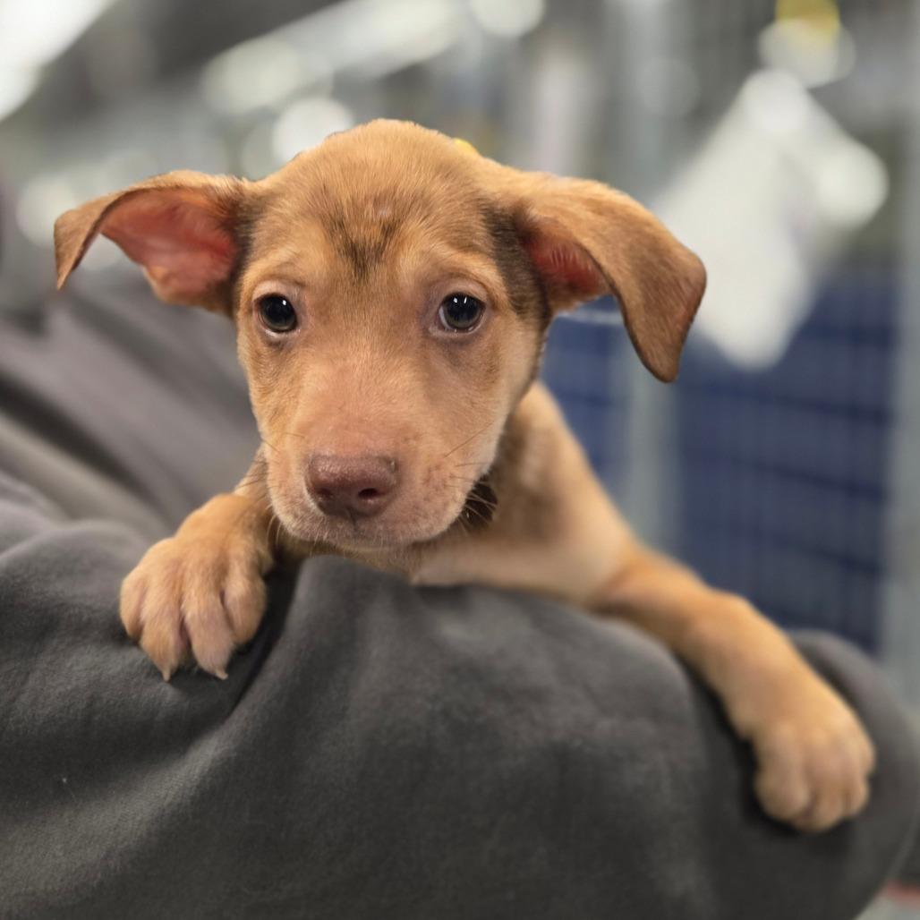 CT Fireweed, a Adoptable Mixed Breed in Eastford, CT image 4/5