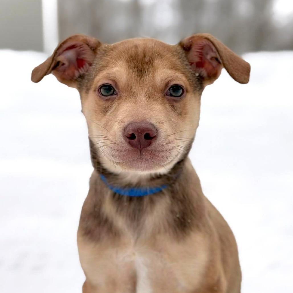 CT Fireweed, a Adoptable Mixed Breed in Eastford, CT image 3/5